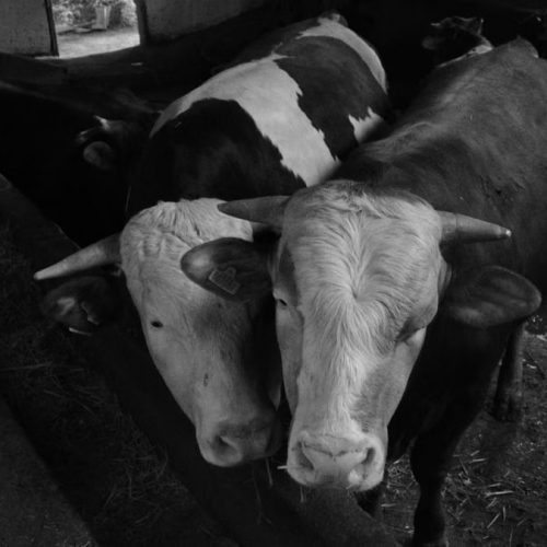 A black and white image of cows in a barn showcasing a serene livestock environment.