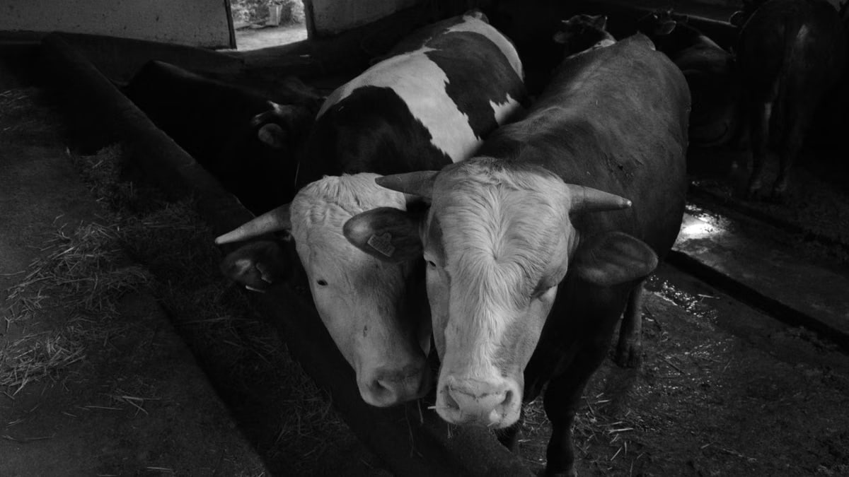 A black and white image of cows in a barn showcasing a serene livestock environment.